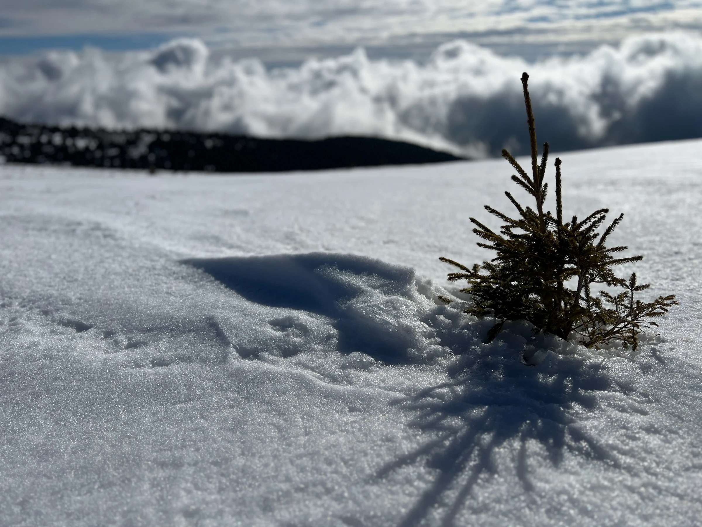 🏔️ Muntele Mare in winter – When snow is rarer than phone signal on the plateau – photo 3